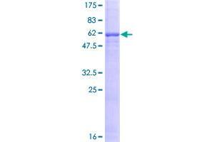 Asialoglycoprotein Receptor 1 Protein (ASGR1) (AA 1-291) (GST tag)