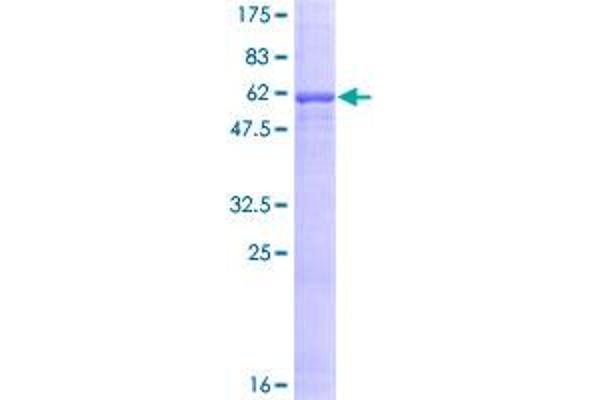 Asialoglycoprotein Receptor 1 Protein (ASGR1) (AA 1-291) (GST tag)