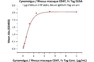 Immobilized Mouse SIRP alpha, Mouse IgG2a Fc Tag (ABIN5955018,ABIN6253632) at 10 μg/mL (100 μL/well) can bind Cynomolgus / Rhesus macaque CD47, Fc Tag (ABIN4949053,ABIN4949054) with a linear range of 0. (CD47 Protein (CD47) (AA 19-141) (Fc Tag))