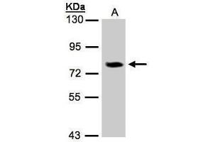 WB Image Sample(30 μg of whole cell lysate) A:293T 7. (IL17RD antibody)