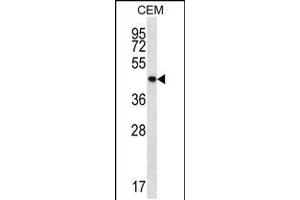Western blot analysis in CEM cell line lysates (35ug/lane). (PTPN2 antibody  (C-Term))