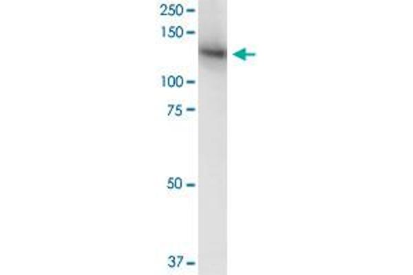 MICAL1 antibody  (AA 971-1067)