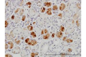 Immunoperoxidase of monoclonal antibody to RAB43 on formalin-fixed paraffin-embedded human salivary gland. (RAB43 antibody  (AA 113-210))