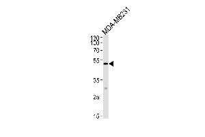 MICA antibody  (AA 68-97)