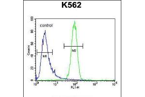 Flow cytometric analysis of K562 cells (right histogram) compared to a negative control cell (left histogram). (MCHR1 antibody  (C-Term))