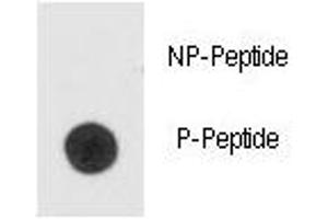 Dot blot analysis of phospho-Bad antibody. (BAD antibody  (pSer99))