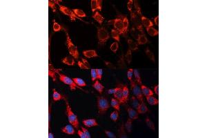Immunofluorescence analysis of NIH/3T3 cells using CASP3 antibody. (Caspase 3 antibody  (AA 55-160))