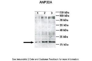 Western Blotting (WB) image for anti-Acidic (Leucine-Rich) Nuclear phosphoprotein 32 Family, Member A (ANP32A) (Middle Region) antibody (ABIN2778667)