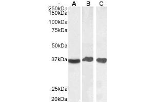 ABIN185543 (0. (GAPDH antibody  (Internal Region))