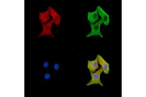 ABIN7096619 and ABIN7100683 staining HepG2 cells by IF/ICC.