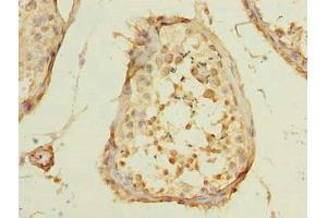 Immunohistochemistry of paraffin-embedded human testis tissue using ABIN7150462 at dilution of 1:100 (POLR3E antibody  (AA 1-260))