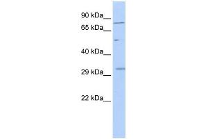WB Suggested Anti-AKAP7 Antibody Titration:  0. (AKAP7 antibody  (Middle Region))
