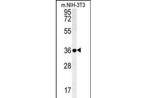 LGALS9B Antibody (Center) (ABIN654023 and ABIN2843944) western blot analysis in mouse NIH-3T3 cell line lysates (35 μg/lane). (LGALS9B antibody  (AA 160-188))
