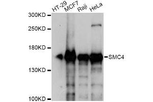 Western blot analysis of extracts of various cell lines, using SMC4 antibody. (SMC4 antibody  (AA 1-100))