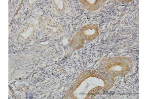 Image no. 3 for anti-PIH1 Domain Containing 1 (PIH1D1) (AA 1-291) antibody (ABIN599262) (PIH1D1 antibody  (AA 1-291))