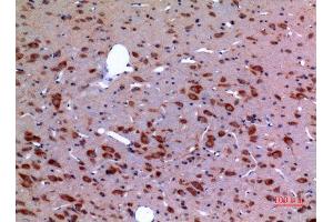 Immunohistochemistry (IHC) analysis of paraffin-embedded Rat Brain, antibody was diluted at 1:100. (HSP90 antibody  (Lys284, Lys292))