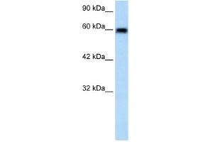 WB Suggested Anti-VMD2L2 Antibody Titration:  1. (Bestrophin 4 antibody  (N-Term))