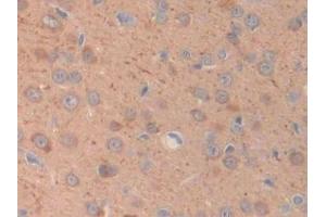 Immunohistochemistry (IHC) image for anti-Muscarinic Acetylcholine Receptor M1 (CHRM1) (AA 210-363) antibody (ABIN7438109)