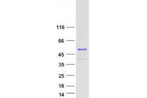 RUN and FYVE Domain Containing 4 (RUFY4) protein (Myc-DYKDDDDK Tag)