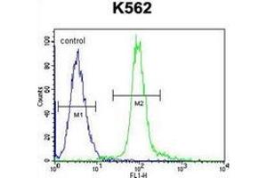 Flow cytometric analysis of K562 cells using  Glomulin Antibody (C-term) Cat. (GLMN antibody  (C-Term))