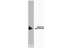 Western blot analysis of Galphaq on a Jurkat cell lysate (Human T-cell leukemia, ATCC TIB-152). (GNAQ antibody  (AA 22-31))
