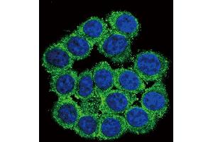 Confocal immunofluorescent analysis of CUZD1 Antibody (C-term) (ABIN655091 and ABIN2844724) with 293 cell followed by Alexa Fluor? (CUZD1 antibody  (C-Term))