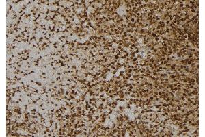 ABIN6273600 at 1/100 staining Human spleen tissue by IHC-P. (MANSC1 antibody  (Internal Region))