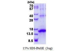 Figure annotation denotes ug of protein loaded and % gel used. (KLRG1 Protein)