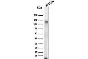 Western Blot Analysis of human Spleen tissue lysate using CD68 Mouse Monoclonal Antibody (C68/684). (CD68 antibody)