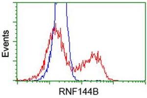 Image no. 2 for anti-Ring Finger Protein 144B (RNF144B) (AA 1-256) antibody (ABIN1490651) (RNF144B antibody  (AA 1-256))