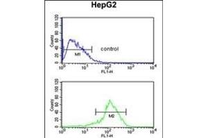 SFT2D3 Antibody (N-term) (ABIN651461 and ABIN2840253) flow cytometric analysis of HepG2 cells (bottom histogram) compared to a negative control cell (top histogram). (SFT2D3 antibody  (N-Term))