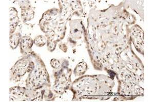 Immunoperoxidase of purified MaxPab antibody to CDC45L on formalin-fixed paraffin-embedded human placenta. (CDC45 antibody  (AA 1-566))