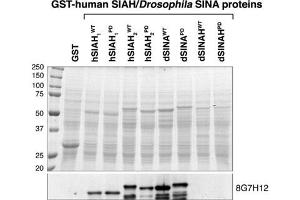 SIAH1/SIAH2 monoclonal antibody, clone 8G7H12  recognize both Drosophila SINA and human SIAH. (SIAH1/2 antibody  (AA 280-331))