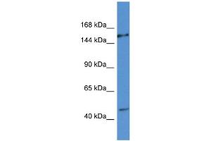 WB Suggested Anti-EIF3A AntibodyTitration: 1. (EIF3A antibody  (C-Term))