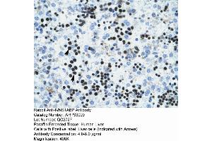 Human Liver (IVNS1ABP antibody  (N-Term))