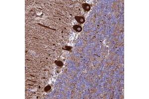 Immunohistochemical staining of human cerebellum with CLEC2L polyclonal antibody  shows strong cytoplasmic positivity in purkinje cells at 1:10-1:20 dilution. (CLEC2L antibody)