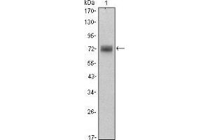 Western blot analysis using ZBTB16 mouse mAb against Hela (1) cell lysate. (ZBTB16 antibody)
