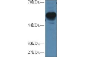 Western Blot; Sample: Mouse Cerebrum lysate; Primary Ab: 1µg/ml Rabbit Anti-Human RGS7 Antibody Second Ab: 0.