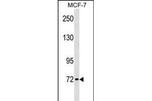 CPT2 Antibody (Center) (ABIN1881226 and ABIN2838883) western blot analysis in MCF-7 cell line lysates (35 μg/lane). (CPT2 antibody  (AA 212-241))