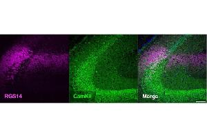 Coronal section from a C57BL/6J mouse showing the hippocampus co-stainedwith RGS14 (cat. (RGS14 antibody  (AA 1-544))