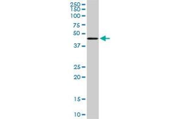 TADA2B antibody  (AA 2-110)