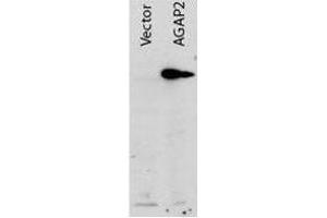 Western blot using  Protein A purified anti-AGAP2 antibody shows detection of AGAP2 recombinant protein in transfected HEK293 cell lysates. (AGAP2 antibody  (AA 1-836))