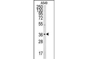 NGRN Antibody (C-term) (ABIN654592 and ABIN2844291) western blot analysis in A549 cell line lysates (35 μg/lane).