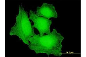 Immunofluorescence of purified MaxPab antibody to PRKAA2 on HeLa cell. (PRKAA2 antibody  (AA 1-552))