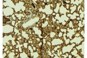 ABIN6274305 at 1/100 staining Mouse lung tissue by IHC-P. (SSBP2 antibody  (N-Term))