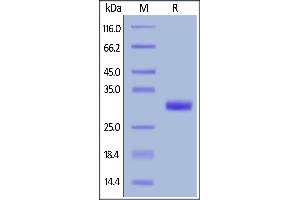 SDS-PAGE (SDS) image for Butyrophilin, Subfamily 3, Member A2 (BTN3A2) (AA 30-248) protein (His tag,AVI tag,Biotin) (ABIN6386438)
