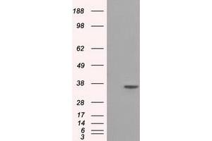 Image no. 1 for anti-Serine Racemase (SRR) antibody (ABIN1501134)