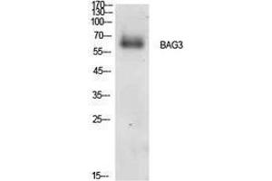 Western Blotting (WB) image for anti-BCL2-Associated Athanogene 3 (BAG3) (Internal Region) antibody (ABIN3181399) (BAG3 antibody  (Internal Region))