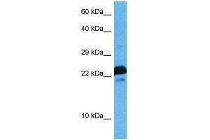 Host:  Rat  Target Name:  MAFG  Sample Tissue:  Rat Skeletal Muscle  Antibody Dilution:  1ug/ml (Mafg antibody  (N-Term))