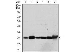 Western blot analysis using GSTM1 mouse mAb against Cos7 (1), MCF-7 (2), Jurkat (3), Hela (4), HL7702 (5) and HepG2 (6) cell lysate. (GSTM1 antibody)